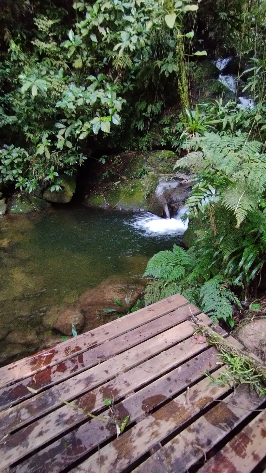 Trilha da Pedra Lisa em Paranapiacaba